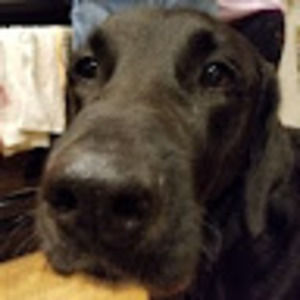 Meet your Posher, Lucille